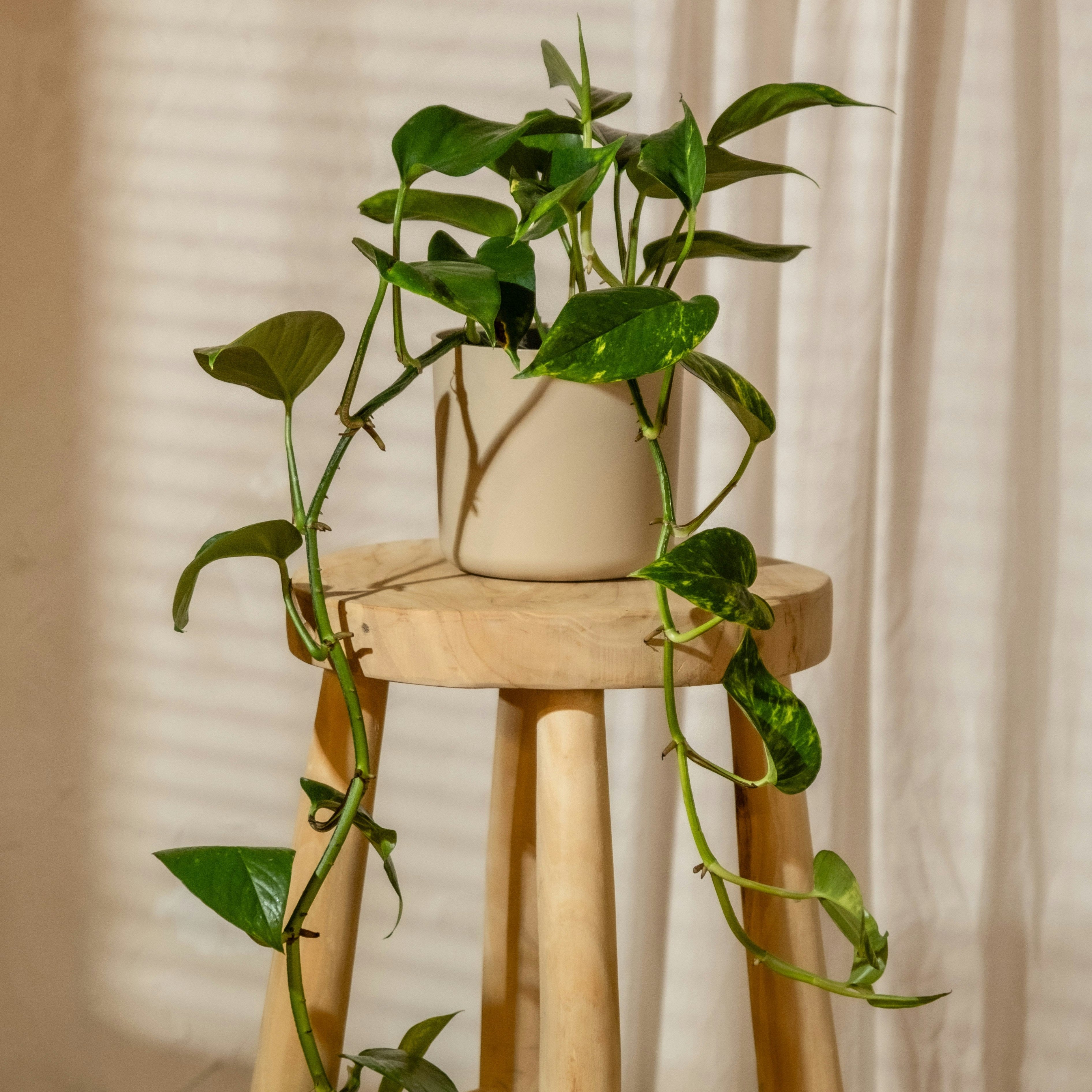 Potted plant on a wooden stool with a neutral background